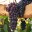 Dolcetto