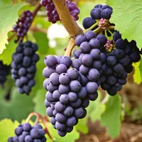 Monastrell