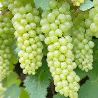 Fiano
