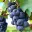 Sangiovese
