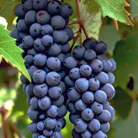 Claret