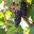 Syrah