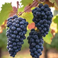 Corvinone