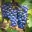 Cabernet Sauvignon