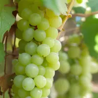 Lalvari