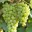 Malvasia Bianca