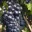 Malvasia Nera