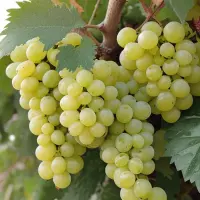 Moscatel