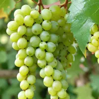 Muscat d'Alexandrie