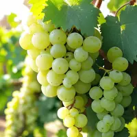 Muscat Frontignan