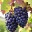 Nebbiolo