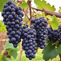 Negroamaro