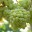 Auxerrois blanc
