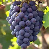 Pinot Beurot