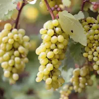 Pinot Blanc