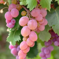 Pinot Gris