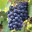 Pinot Meunier