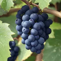 Pinot Nero