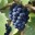 Pinot Nero