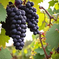 Petite Sirah