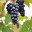 Petit Verdot