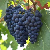 Refosco