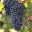 Merlot