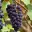 Sangiovese Grosso