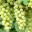 Semillon