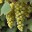 Chenin Blanc
