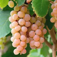 Traminer