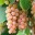 Traminer