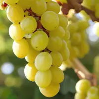 Trebbiano