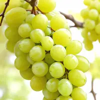 Trebbiano d'Abruzzo