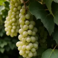 Viosinho