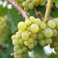 Chasselas