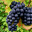 Barbera
