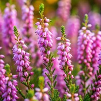 heather
